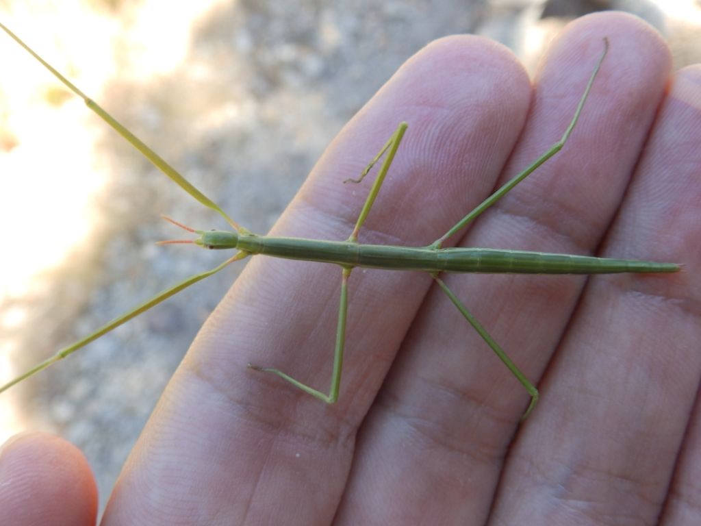 Leptynia attenuata  or Clonopsis gallica